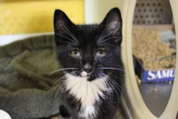 Domestic Short Hair Cats Available for Adoption in Kansas City, Missouri - Zachary | PetCurious