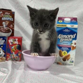 Froot Loops -  Domestic Short Hair Cat for Adoption in Prince Frederick, Maryland - Froot Loops | PetCurious