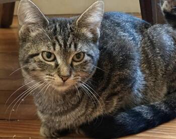 Lettuce (The Salad Mix Litter, females) -  Domestic Short Hair Cat for Adoption in Baltimore, Maryland - Lettuce (The Salad Mix Litter, Females) | PetCurious