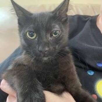 Domestic Short Hair Cats Available for Adoption in Sunrise, Florida - Albert Einstein | PetCurious