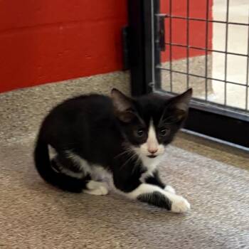 Domestic Short Hair Cats Available for Adoption in Sarasota, Florida - August | PetCurious