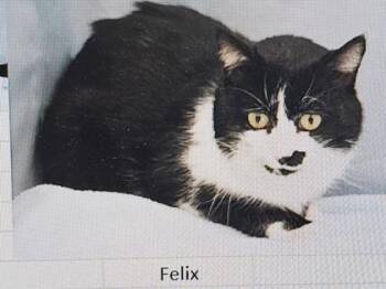 Domestic Short Hair Cats Available for Adoption in Cincinnati, Ohio - Felix | PetCurious