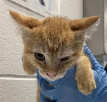 Thing 2 -  Domestic Short Hair Cat for Adoption in Golden, Colorado - Thing 2 | PetCurious