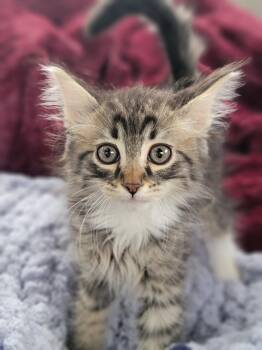 Gatsby -  Domestic Medium Hair Cat for Adoption in New Washoe City, Nevada - Gatsby | PetCurious