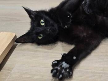 Mama Indigo -  Bombay and Domestic Short Hair Cat Available for Adoption in Knoxville, Tennessee - Mama Indigo | PetCurious