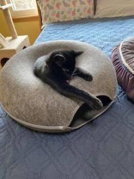 Domestic Short Hair Cats Available for Adoption - Scooper | PetCurious