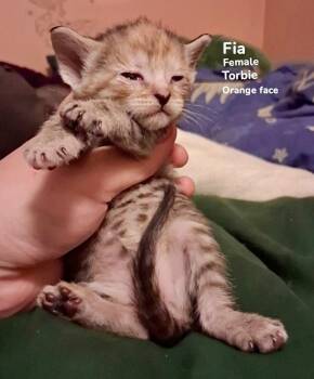 Domestic Short Hair Cats Available for Adoption in Burnsville, North Carolina - Fia | PetCurious