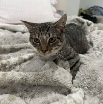 Fern -  Domestic Short Hair Cat for Adoption in Gladstone, Oregon - Fern | PetCurious