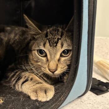 Stabler -  Domestic Short Hair Cat for Adoption in Leander, Texas - Stabler | PetCurious