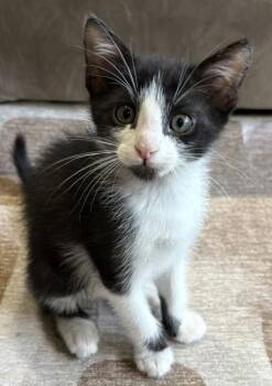Grizzly -  Domestic Short Hair Cat for Adoption in Kansas City, Missouri - Grizzly | PetCurious