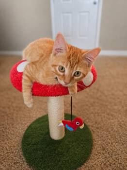 Linus -  Domestic Short Hair Cat for Adoption in Millcreek, Utah - Linus | PetCurious