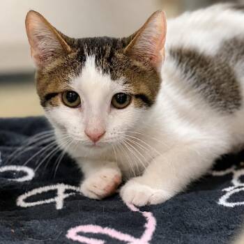 Wambo -  Domestic Short Hair Cat for Adoption in Austin, Texas - Wambo | PetCurious