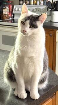 Gus -  Domestic Short Hair Cat for Adoption in Albemarle, North Carolina - Gus | PetCurious