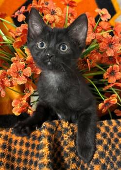 (VR) 5/4/26 Astrid -  Domestic Short Hair Cat for Adoption in Stillwater, Oklahoma - (VR) 5/4/26 Astrid | PetCurious