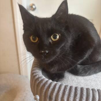 Domestic Short Hair Cats Available for Adoption - Noir | PetCurious