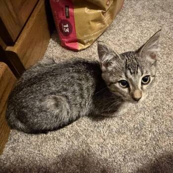 Sweet Pea -  Domestic Short Hair Cat for Adoption in Springfield, Illinois - Sweet Pea | PetCurious