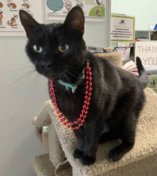 Domestic Short Hair Cats Available for Adoption in Dublin, Ohio - Maxwell - KBC | PetCurious