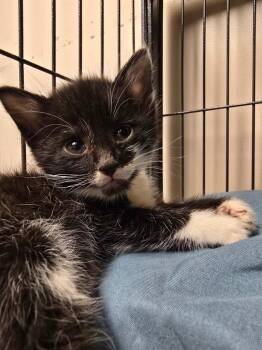 Bora Bora -  Domestic Short Hair Cat for Adoption in Blountville, Tennessee - Bora Bora | PetCurious