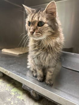 Rescue Maine Coon Cats for Adoption in Jackson, Mississippi - Pricilla Pumpkin | PetCurious