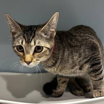 Sophie -  Domestic Short Hair Cat for Adoption in Chattanooga, Tennessee - Sophie | PetCurious