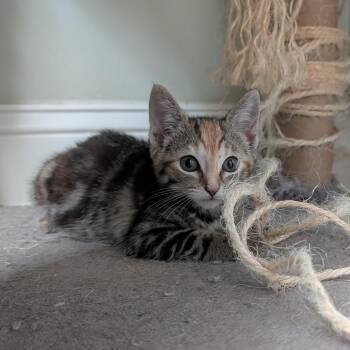 Coconutterly in Stevensville, MD -  Domestic Short Hair Cat for Adoption - Coconutterly In Stevensville, MD | PetCurious