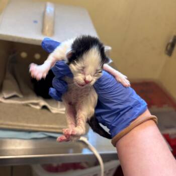 Blueberry Muffin -  Domestic Short Hair Cat for Adoption in Pasadena, California - Blueberry Muffin | PetCurious