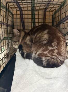 Domestic Short Hair Cats Available for Adoption - Kit Kat Hairington | PetCurious