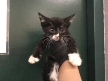 A1921289 -  Domestic Short Hair Cat for Adoption in Thousand Palms, California - A1921289 | PetCurious