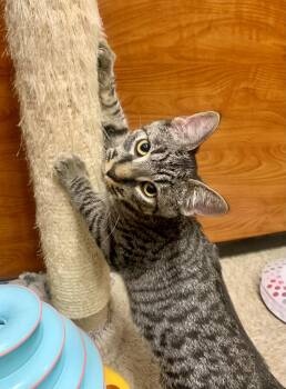Rescue Domestic Short Hair Cats for Adoption in San Jose, California - Cougar | PetCurious