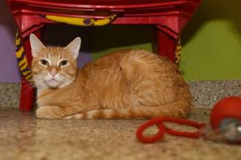 Rescue Domestic Short Hair Cats for Adoption in Baton Rouge, Louisiana - Le Mieu | PetCurious