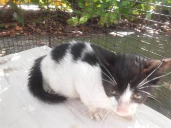 A2818456 -  Domestic Short Hair Cat for Adoption in Doral, Florida - A2818456 | PetCurious