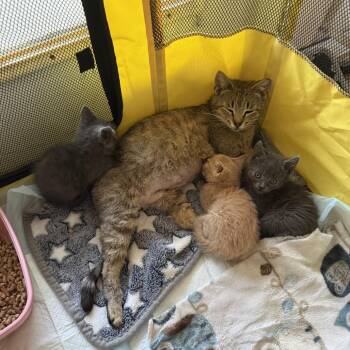 Trombone -  Domestic Short Hair Cat for Adoption in Durham, North Carolina - Trombone | PetCurious
