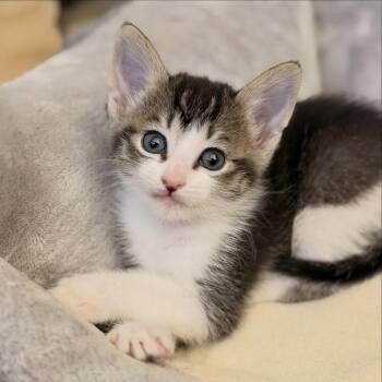 Domestic Short Hair Cats Available for Adoption in Mission Viejo, California - Java | PetCurious