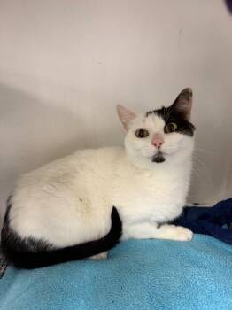 Eva -  Tuxedo Cat for Adoption in Belton, Missouri - Eva | PetCurious