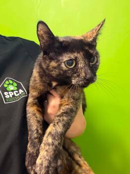 Rumi -  Domestic Short Hair Cat for Adoption in Delson, Quebec - Rumi | PetCurious