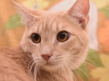 Domestic Short Hair Cats Available for Adoption in Portland, Oregon - Nibs | PetCurious