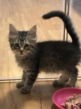MANSLICK -  Domestic Medium Hair Cat for Adoption in Louisville, Kentucky - MANSLICK | PetCurious