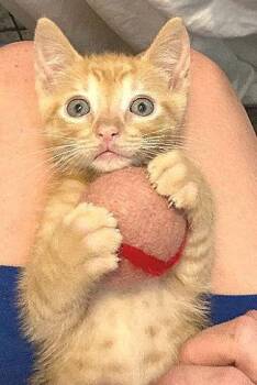 Domestic Short Hair Cats Available for Adoption - Lasagna | PetCurious