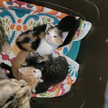 FeeBee (Mom) -  Domestic Short Hair Cat for Adoption in Baytown, Texas - FeeBee (Mom) | PetCurious