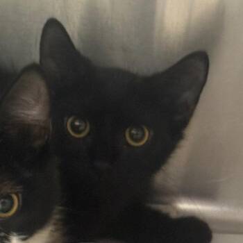 Billy -  Domestic Short Hair Cat for Adoption in Winston-salem, North Carolina - Billy | PetCurious