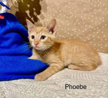 Phoebe -  Domestic Short Hair Cat for Adoption in Groveland, Massachusetts - Phoebe | PetCurious