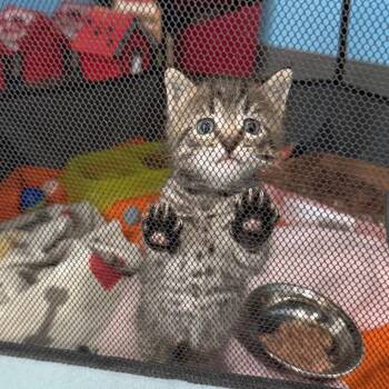 Bambino -  Domestic Short Hair Cat for Adoption in Marion, Virginia - Bambino | PetCurious