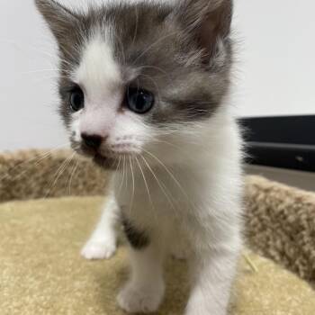 Hiccup -  Domestic Short Hair Cat for Adoption in Puslinch, Ontario - Hiccup | PetCurious