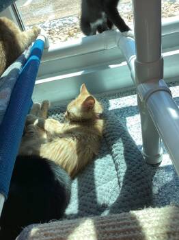 Rescue Domestic Short Hair Cats for Adoption in Athens, Tennessee - Jenny | PetCurious