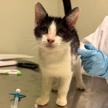Romaine Calm -  Domestic Short Hair Cat for Adoption in Jasper, Indiana - Romaine Calm | PetCurious