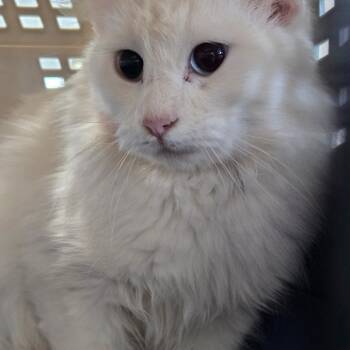 Rescue Domestic Short Hair Cats for Adoption in Corydon, Indiana - Ghost | PetCurious
