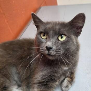 Calista -  Domestic Long Hair Cat Available for Adoption in NEW PT RICHEY, Florida - Calista | PetCurious