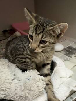 Buckwheat -  Domestic Short Hair Cat for Adoption in Mason City, Iowa - Buckwheat | PetCurious