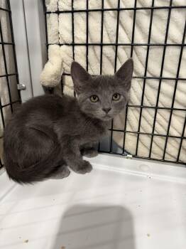 Spitfire (Available for pre-adoption) -  Russian Blue Cat for Adoption in Camden, South Carolina - Spitfire (Available For Pre-adoption) | PetCurious