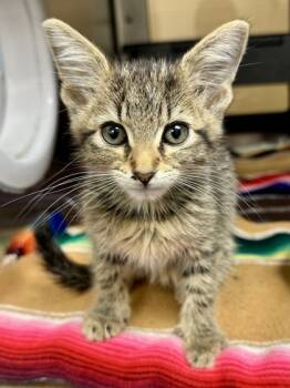Rescue Domestic Short Hair Cats for Adoption in Wichita, Kansas - Sassy | PetCurious